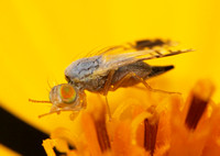 Fruit flies - Tephritidae/Fruit fly - Trupanea sp.