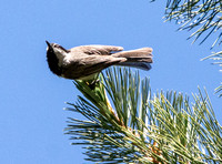 Mountain Chickadee- Poecile gambeli