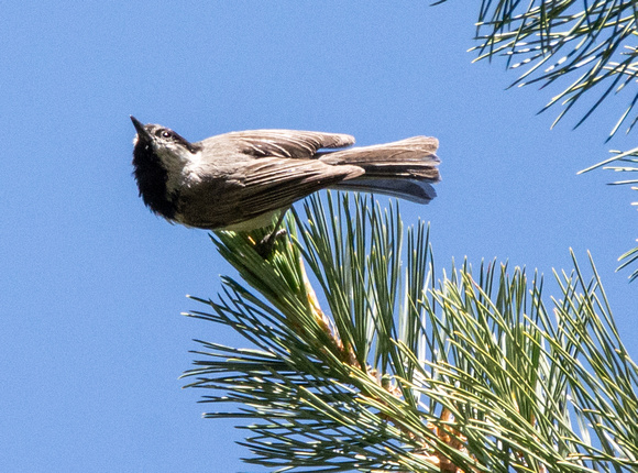 Mountain Chickadee- Poecile gambeli