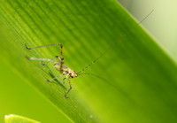 Mediterranean katydid - Phaneroptera nana