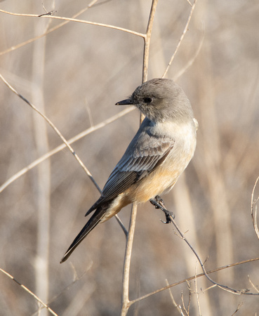 Say’s Phoebe  - Sayornis saya