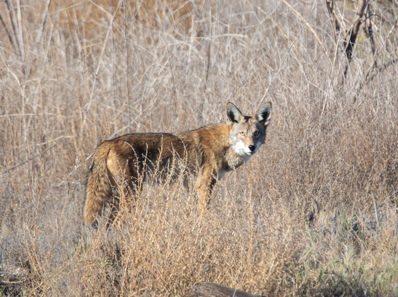 Coyote - Canis latrans