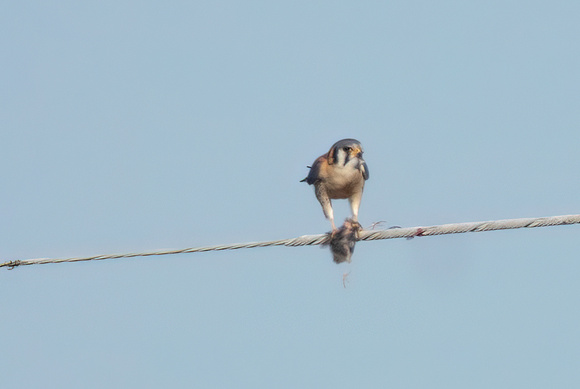 American Kestrel - Falco sparverius