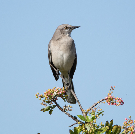 Northern Mockingbird - Mimus polyglottos