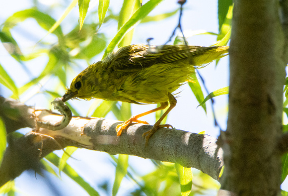 Yellow Warbler - Setophaga petechia