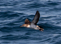 Black-vented Shearwater - Puffinus opisthomelas