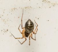 Spider - Unidentified sp. (Family Theridiidae)