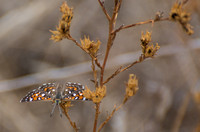 Behr's metalmark - Apodemia virgulti