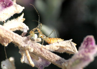 Assassin bug (nymph) - Zelus sp.