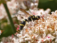 Mason wasp 4 - Parancistrocerus declivatus