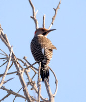 Los Cerritos Wetlands, Northern Flicker (red shafted x yellow shafted intergrade) - Colaptes auratus