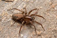 Corner spider - Hololena curta