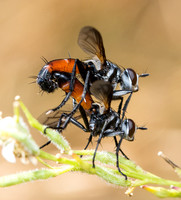 Elongate tachinid fly - Cylindromyia sp.