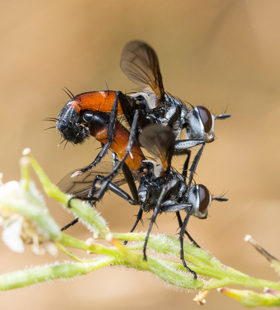 Elongate tachinid fly - Cylindromyia sp