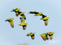 Red-crowned Parrot - Amazona viridigenalis