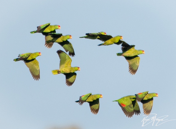 Red-crowned Parrot - Amazona viridigenalis