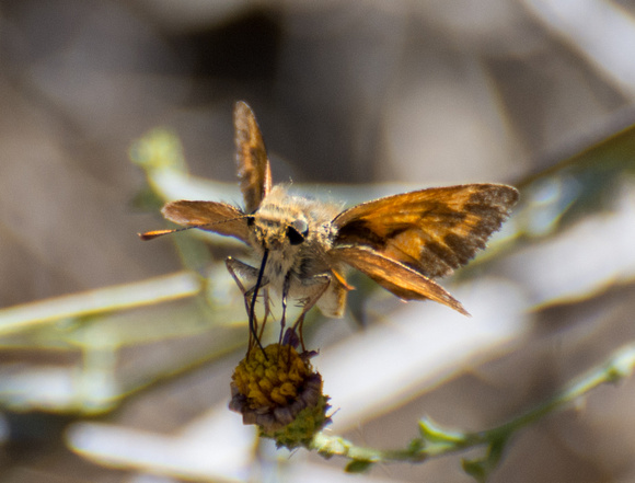 Woodland skipper - Ochlodes sylvanoides