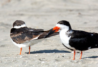 Black Oystercatcher - Haematopus bachmani