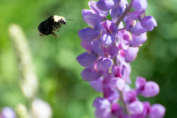 Yellow-faced bumble bee - Bombus (Pyrobombus) vosnesenskii