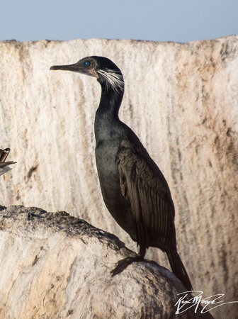 Brandt's Cormorant - Phalacrocorax penicillatus