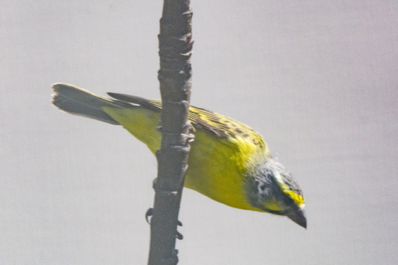 Yellow-fronted Canary - Crithagra mozambica