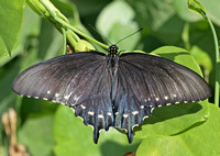 Pipevine Swallowtail - Battus philenor