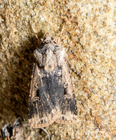 Granulate cutworm - Feltia subterranea