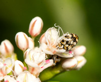 Carpet beetle - Anthrenus verbasci