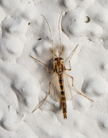 Midge - Famly Chironomidae (Midges)