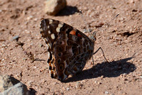 Irvine Ranch, IRC Butterfly Count 11-09-2014