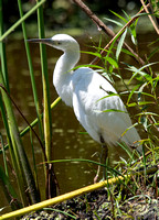 Little Blue Heron - Egretta caerulea
