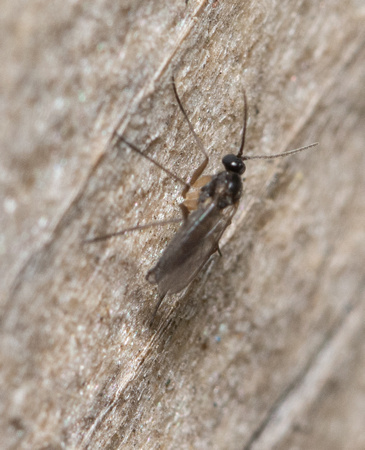 Dark-winged Fungus Gnat- Unidentified sp. (Family Sciaridae)
