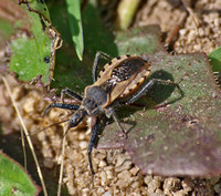 Assassin bug -  Rhynocoris ventralis