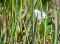 Acmon blue - Icaricia acmon