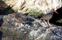 Black oystercatcher - Haematopus bachmani