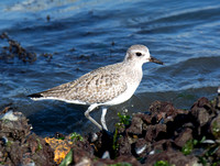 Black-bellied Plover - Pluvialis squatarola