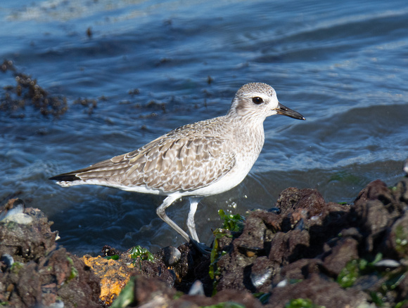 Black-bellied Plover - Pluvialis squatarola