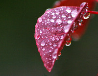 Rain