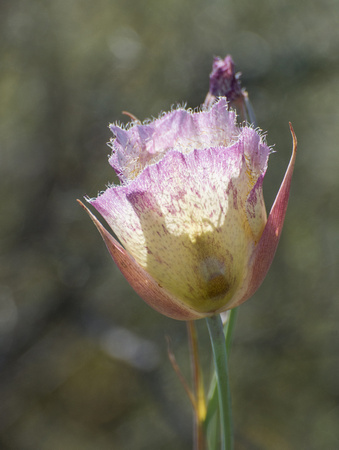 Intermediate Weed's Mariposa Lily - Calochortus weedii var. intermedius