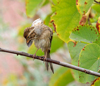 Clay-colored Sparrow - Spizella pallida