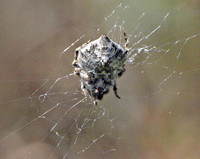 Orb weaver - Eustala sp.