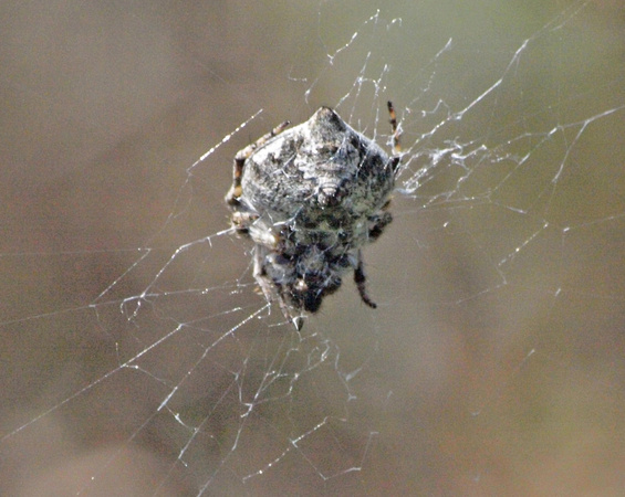 Orb weaver - Eustala sp.