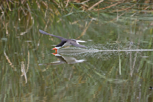 Black skimmer - Rynchops niger