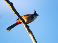 Red-whiskered Bulbul - Pycnonotus jocosus