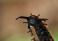 Pipevine swallowtail - Battus philenor