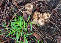 Gill mushroom