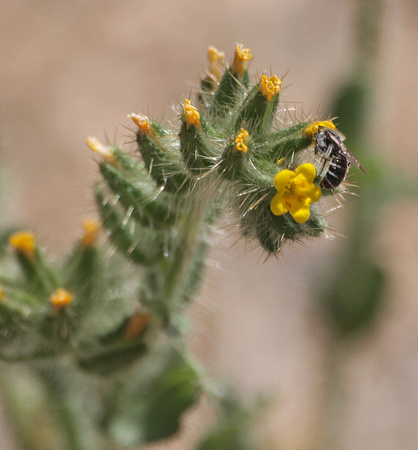 Checker Fiddleneck - Amsinckia tessellata