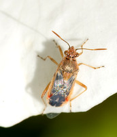 Hyaline grass bug - Liorhyssus hyalinus