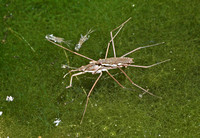 Water strider - Family Gerridae