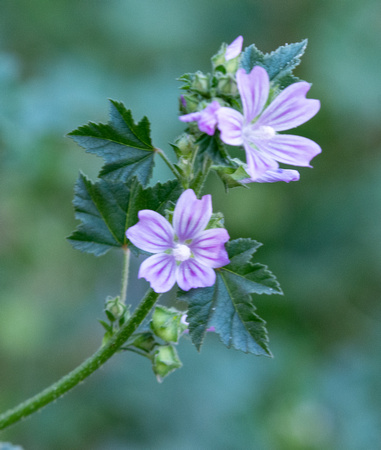 Cretan Mallow - Malva multiflora